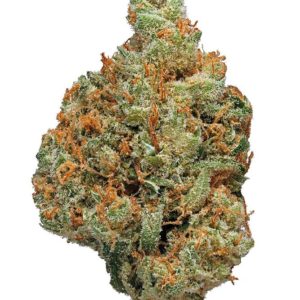 Gran Champagne Seeds