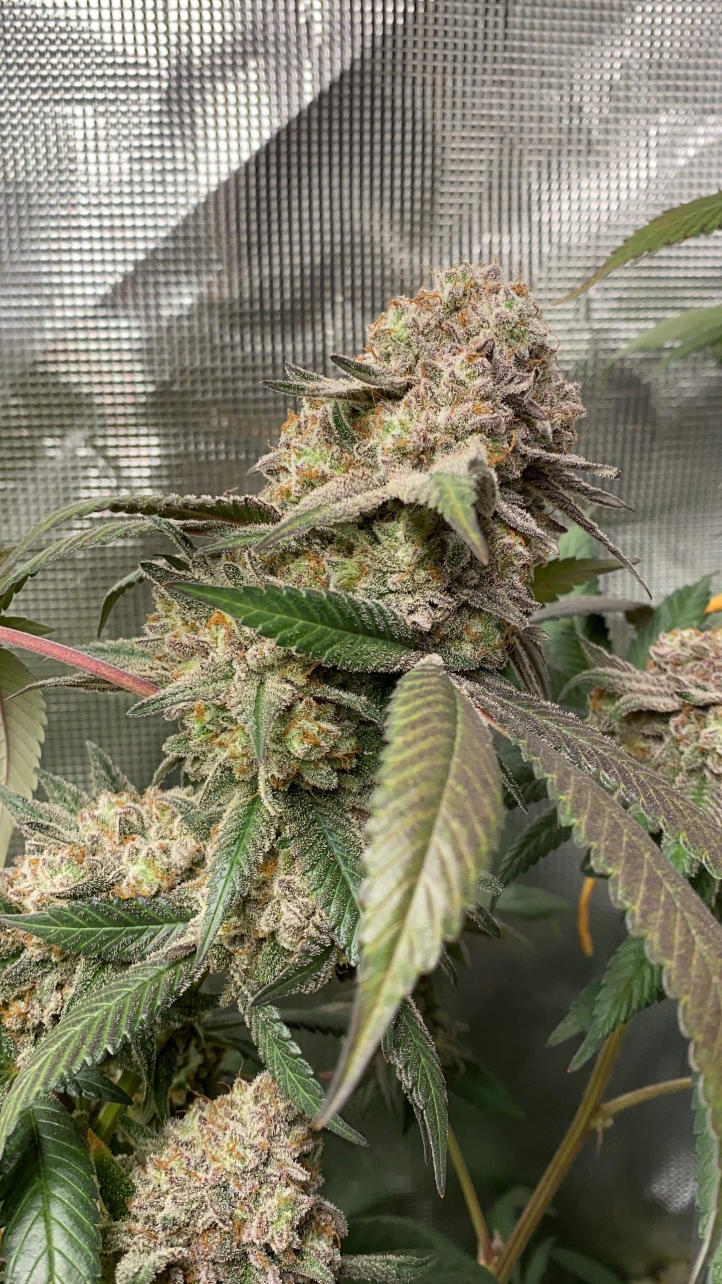 Animal Mints Seeds - Sooner Products