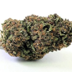 Blueberry Muffin seeds